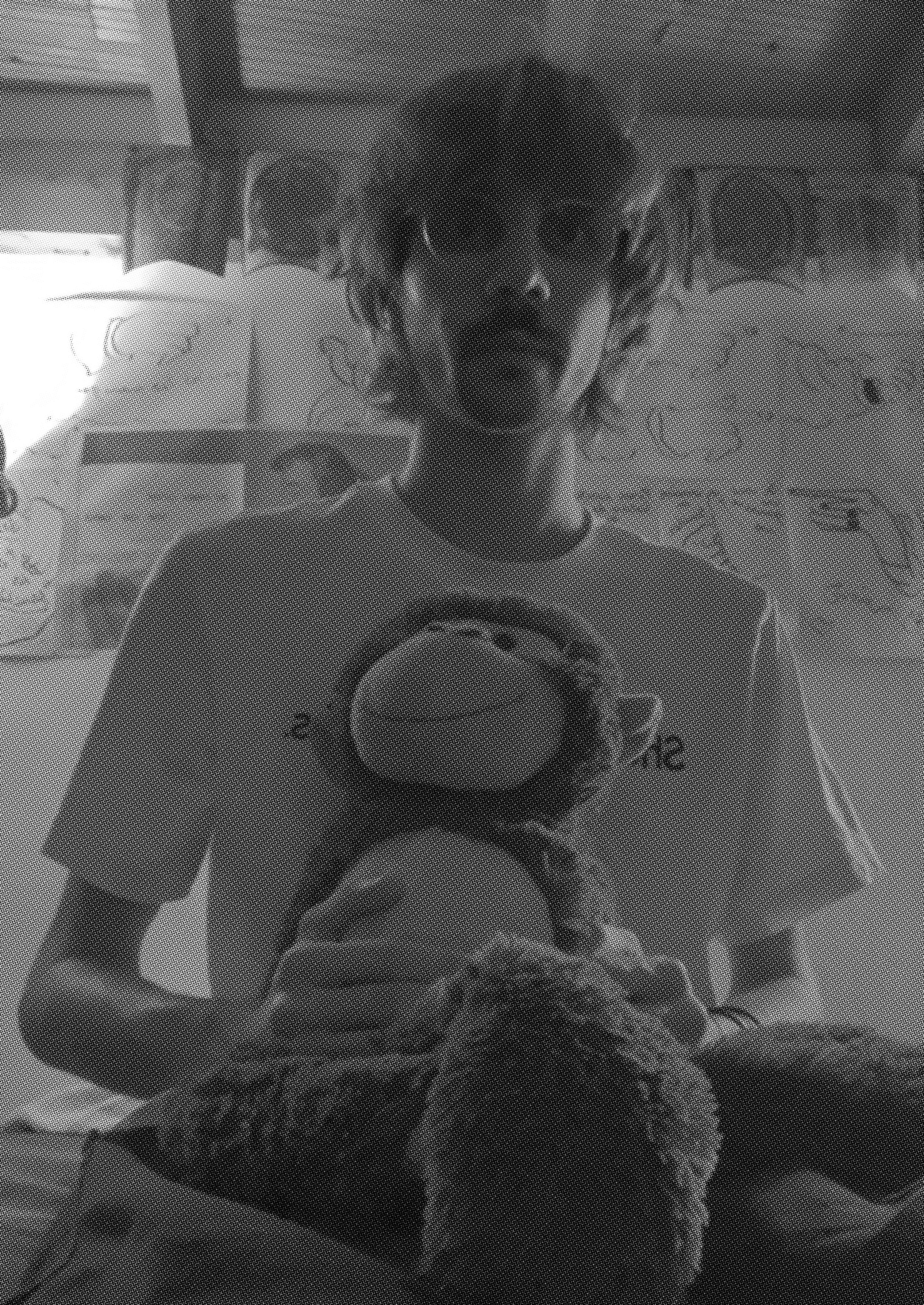 two apes