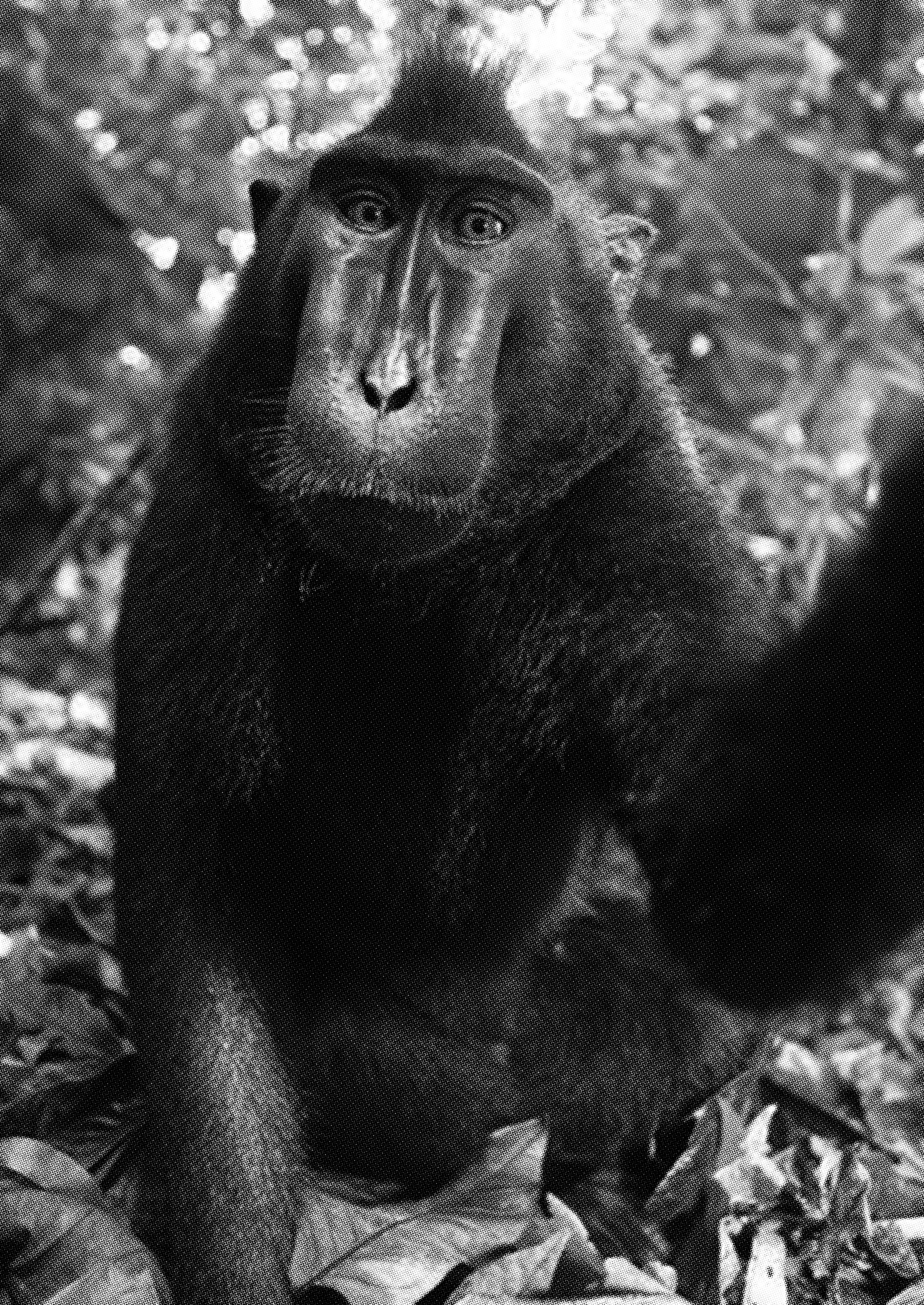 ape